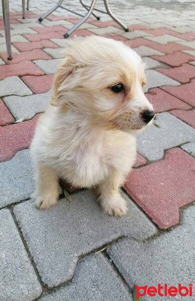 Maltese, Köpek  Kontes fotoğrafı