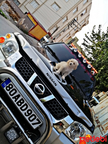 Maltese, Köpek  Kontes fotoğrafı