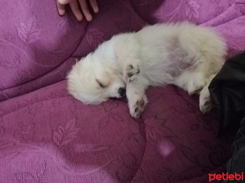 Maltese, Köpek  Kontes fotoğrafı