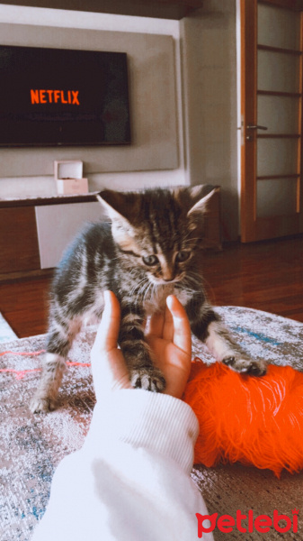 Tekir Kedi, Kedi  Pişi fotoğrafı