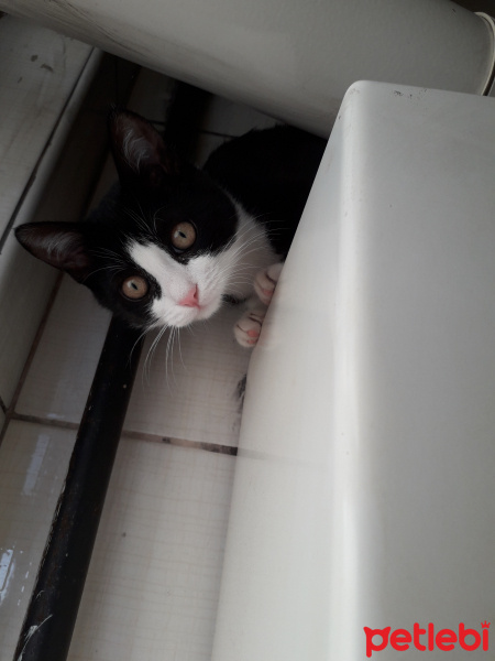 Tekir Kedi, Kedi  ❤ZEYTİN ❤ fotoğrafı