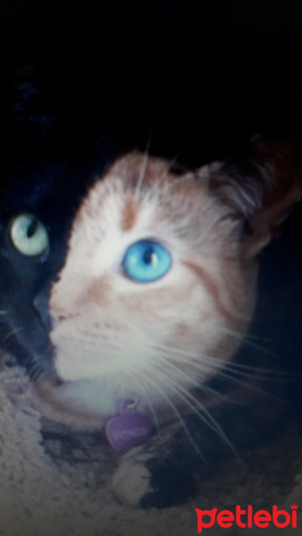 Tekir Kedi, Kedi  ❤ZEYTİN ❤ fotoğrafı