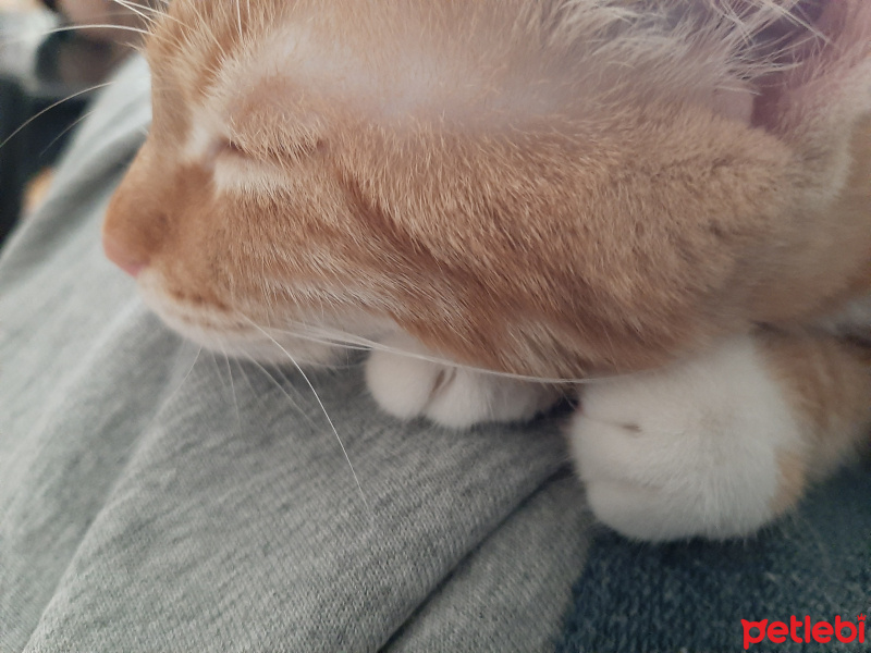 Sarman, Kedi  Tarçın fotoğrafı
