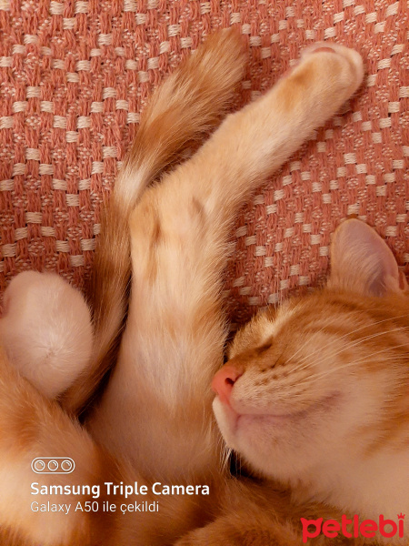 Sarman, Kedi  Tarçın fotoğrafı