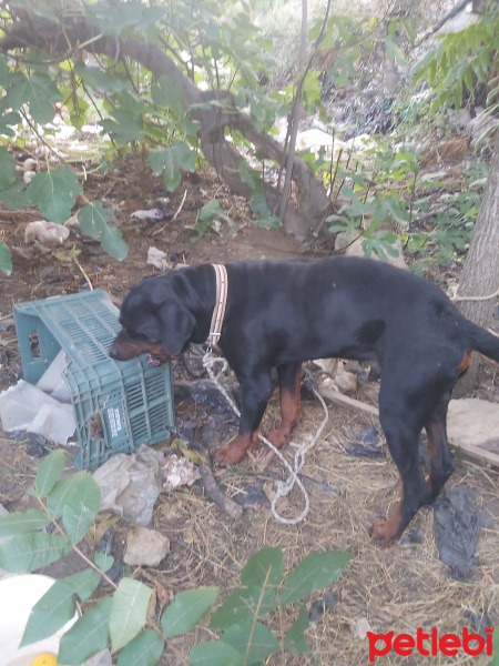 Rottweiler, Köpek  Efe fotoğrafı