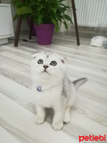 Scottish Fold, Kedi  Edi fotoğrafı