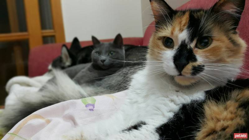 Tekir Kedi, Kedi  Sarı fotoğrafı