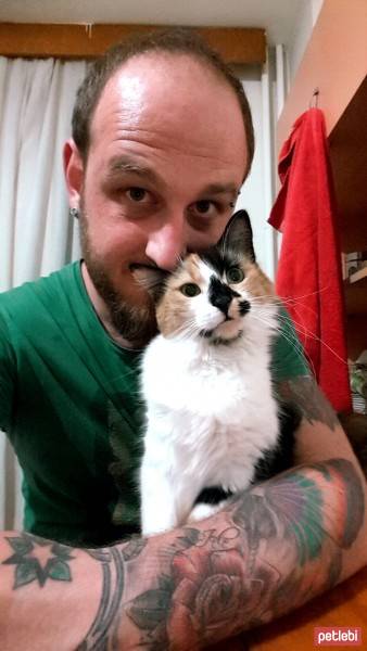 Tekir Kedi, Kedi  Sarı fotoğrafı