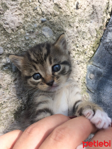 Tekir Kedi, Kedi  Ömür fotoğrafı