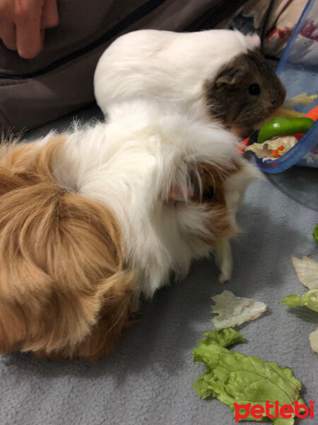 Guinea Pig, Kemirgen  küllü ve tuti fotoğrafı