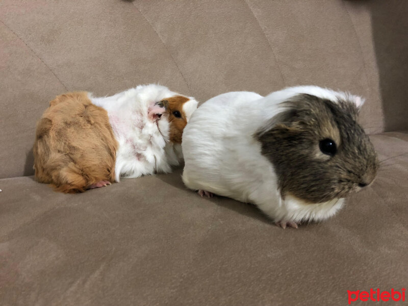 Guinea Pig, Kemirgen  küllü ve tuti fotoğrafı