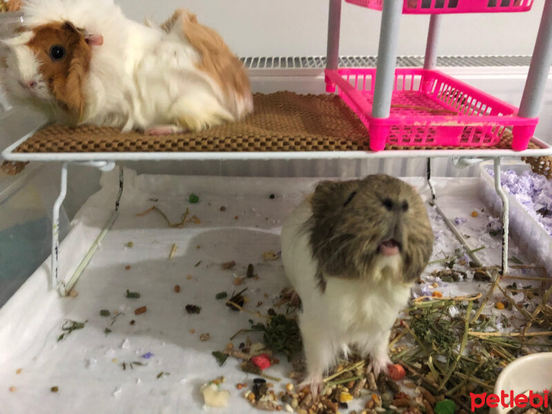 Guinea Pig, Kemirgen  küllü ve tuti fotoğrafı