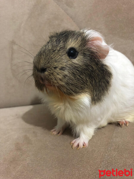 Guinea Pig, Kemirgen  küllü ve tuti fotoğrafı