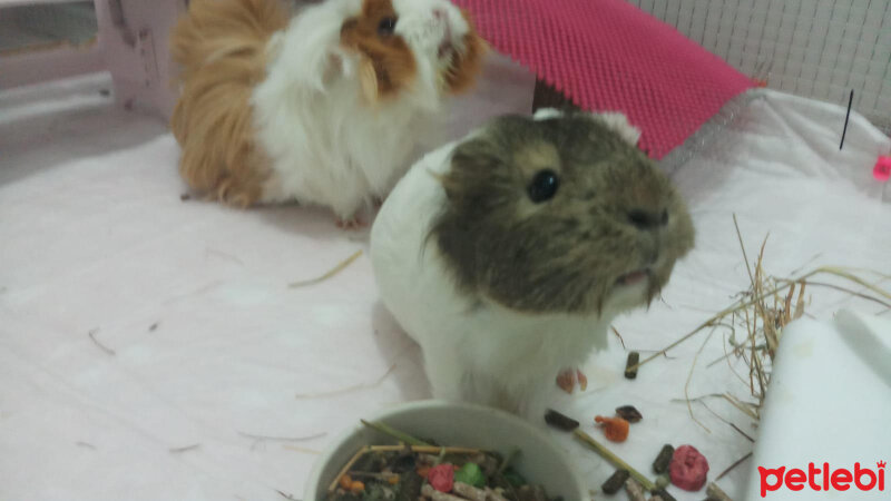 Guinea Pig, Kemirgen  küllü ve tuti fotoğrafı