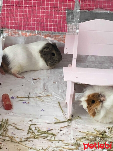 Guinea Pig, Kemirgen  küllü ve tuti fotoğrafı