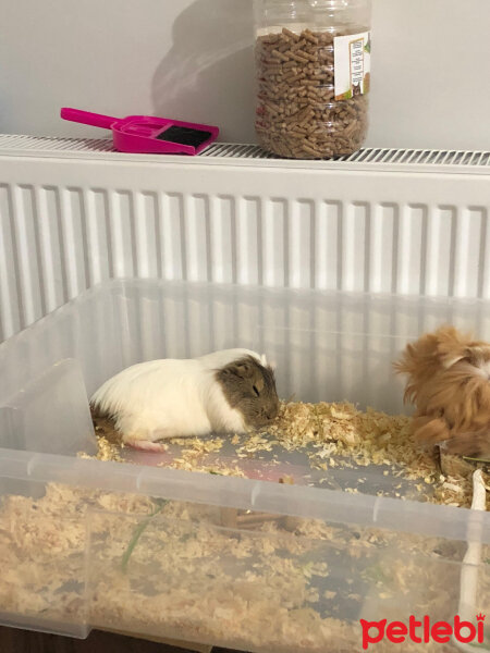 Guinea Pig, Kemirgen  küllü ve tuti fotoğrafı