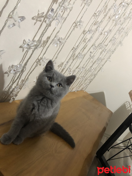 British Shorthair, Kedi  Loki fotoğrafı