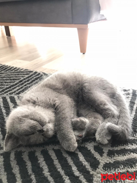 British Shorthair, Kedi  Loki fotoğrafı