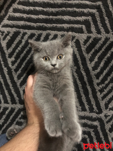 British Shorthair, Kedi  Loki fotoğrafı