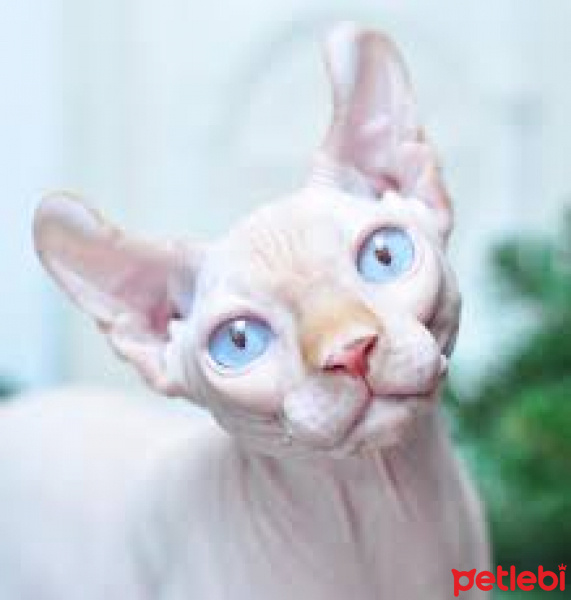 Tekir Kedi, Kedi  Yumak fotoğrafı