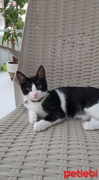 Tuxedo (Smokin) Kedi, Kedi  PUKİ fotoğrafı