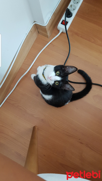 Tuxedo (Smokin) Kedi, Kedi  PUKİ fotoğrafı
