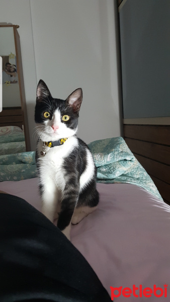 Tuxedo (Smokin) Kedi, Kedi  PUKİ fotoğrafı
