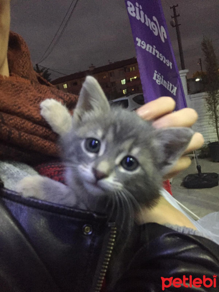 Tekir Kedi, Kedi  Lucy fotoğrafı