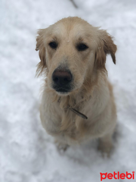 Golden Retriever, Köpek  Köpeğime çiftleştireceğim erken Golden arıyorum fotoğrafı