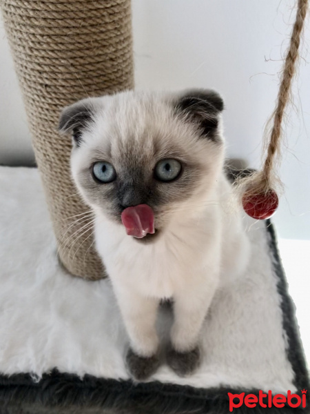 Scottish Fold, Kedi  Miya fotoğrafı