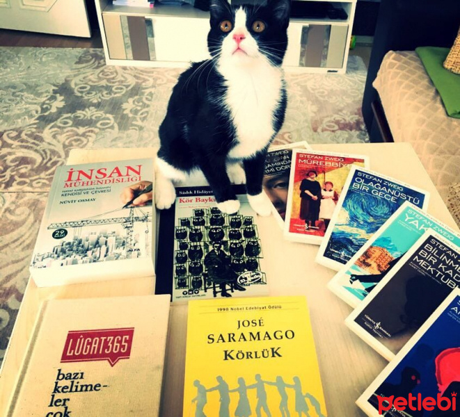 Tuxedo (Smokin) Kedi, Kedi  misket fotoğrafı