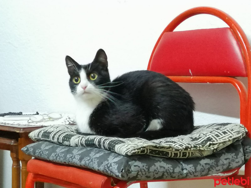 Tuxedo (Smokin) Kedi, Kedi  misket fotoğrafı