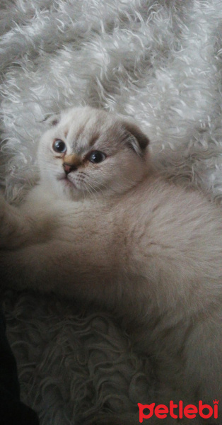 Scottish Fold, Kedi  DUMAN fotoğrafı