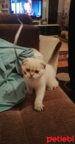 Scottish Fold, Kedi  DUMAN fotoğrafı