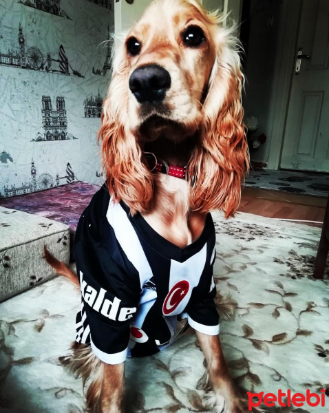 Amerikan Cocker Spaniel, Köpek  Fındık fotoğrafı