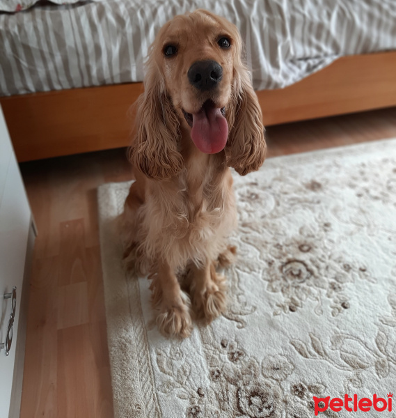 Amerikan Cocker Spaniel, Köpek  Fındık fotoğrafı