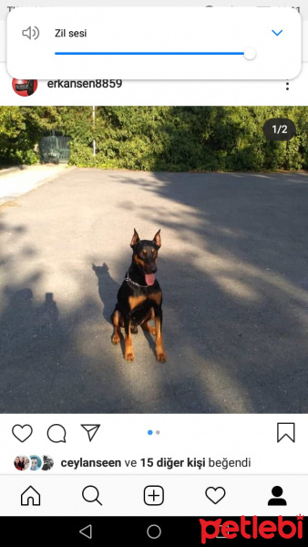 Doberman Pinscher, Köpek  Neo fotoğrafı
