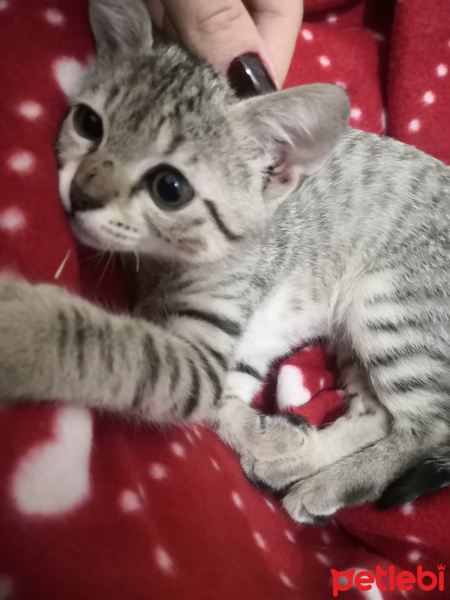 Tekir Kedi, Kedi  Maya fotoğrafı