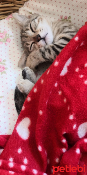 Tekir Kedi, Kedi  Maya fotoğrafı