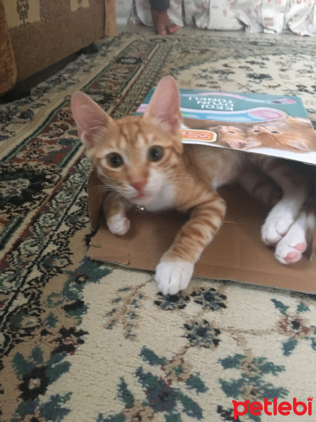 Sarman, Kedi  Şeftali fotoğrafı