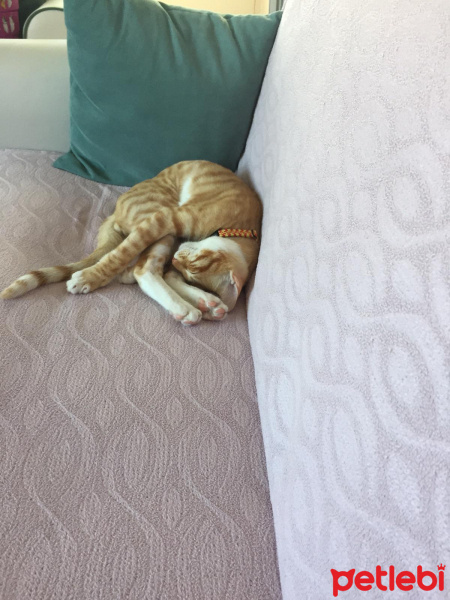 Sarman, Kedi  Şeftali fotoğrafı