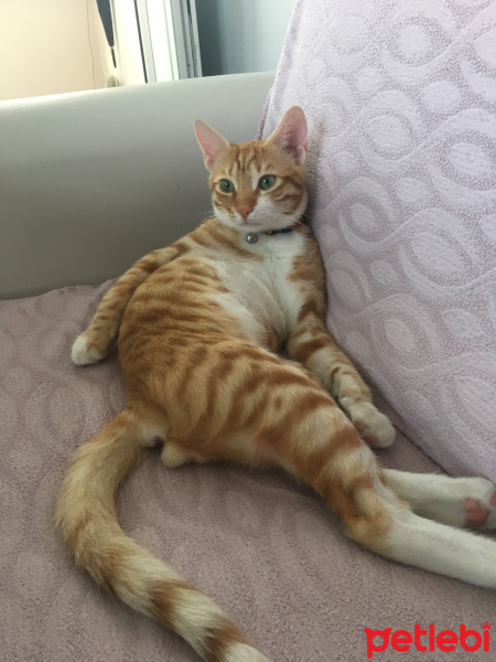 Sarman, Kedi  Şeftali fotoğrafı