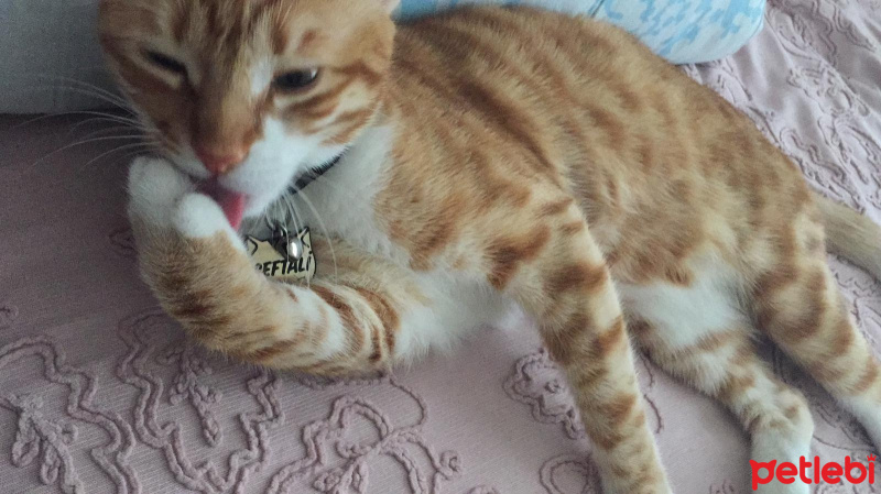 Sarman, Kedi  Şeftali fotoğrafı