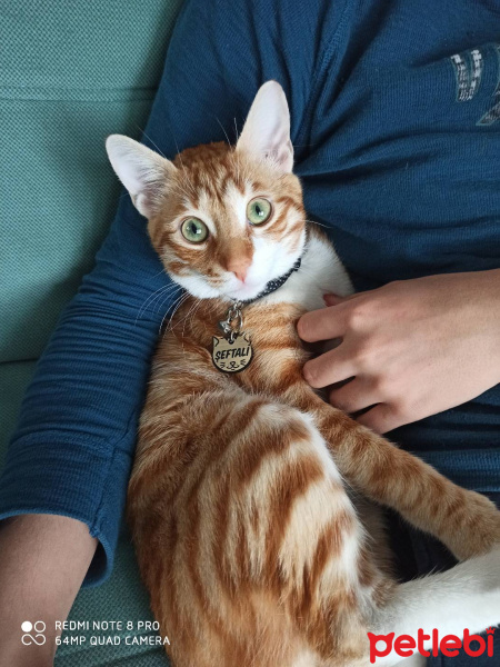 Sarman, Kedi  Şeftali fotoğrafı