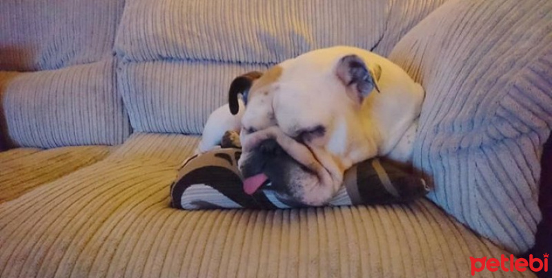 İngiliz Bulldog, Köpek  Arus fotoğrafı