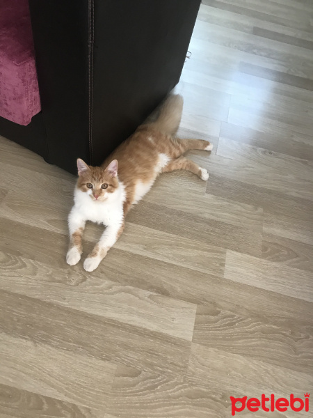 Sarman, Kedi  Tosbik fotoğrafı