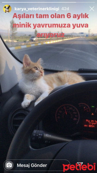 Sarman, Kedi  Tosbik fotoğrafı