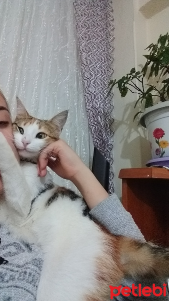 Tekir Kedi, Kedi  Çilek fotoğrafı