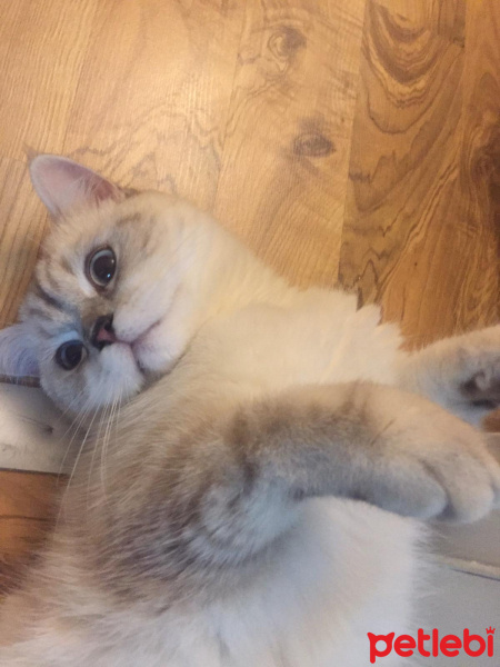 Brazilian Shorthair, Kedi  Simba fotoğrafı