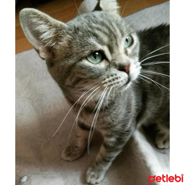British Shorthair, Kedi  Kedi fotoğrafı